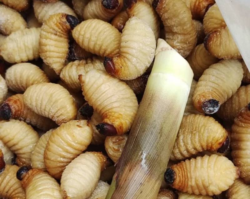 竹笋虫