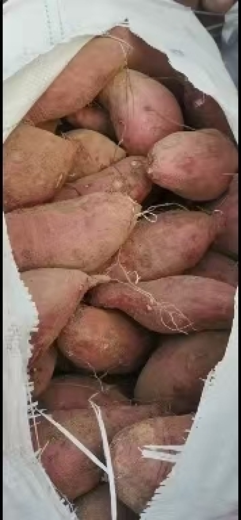 山东精品济薯26大量上市产地直供品质好现挖现卖