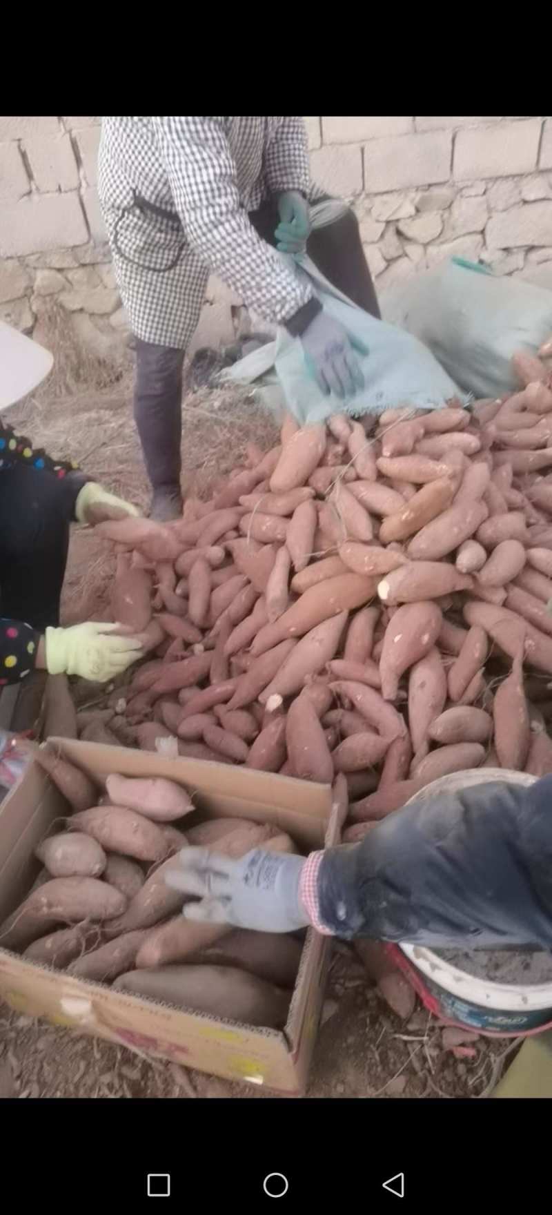 山东精品济薯26大量上市产地直供品质好现挖现卖