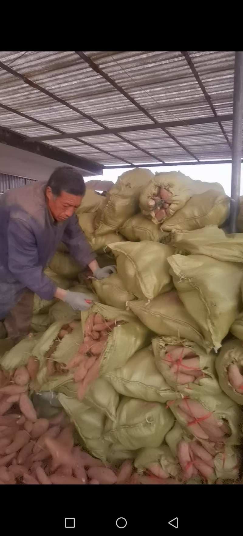 山东精品济薯26大量上市产地直供品质好现挖现卖
