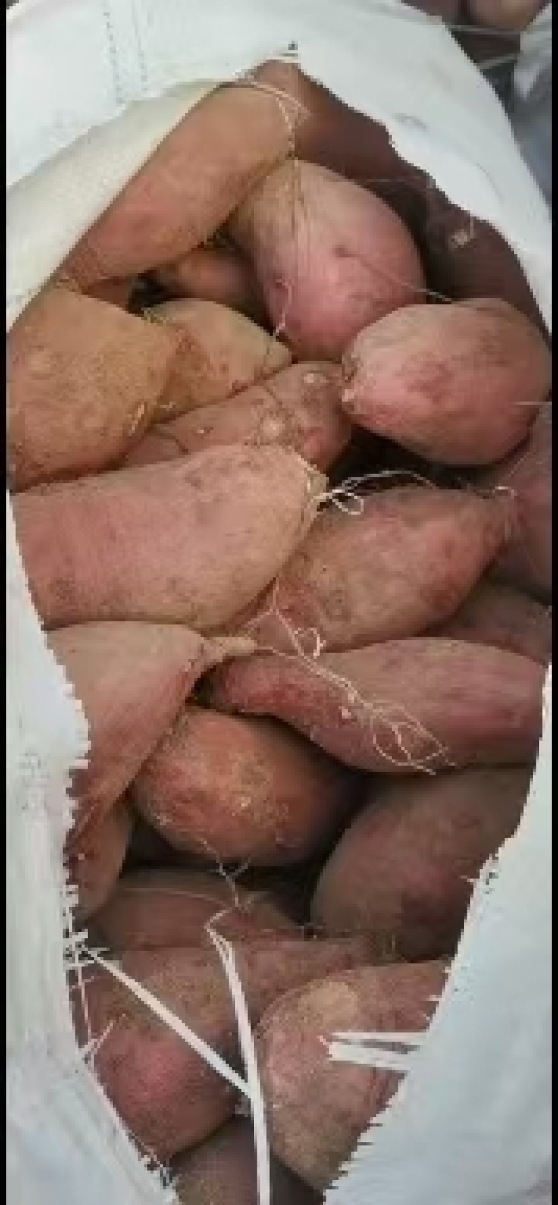 山东精品济薯26大量上市产地直供品质好现挖现卖