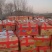 山东精品济薯26大量上市产地直供品质好现挖现卖
