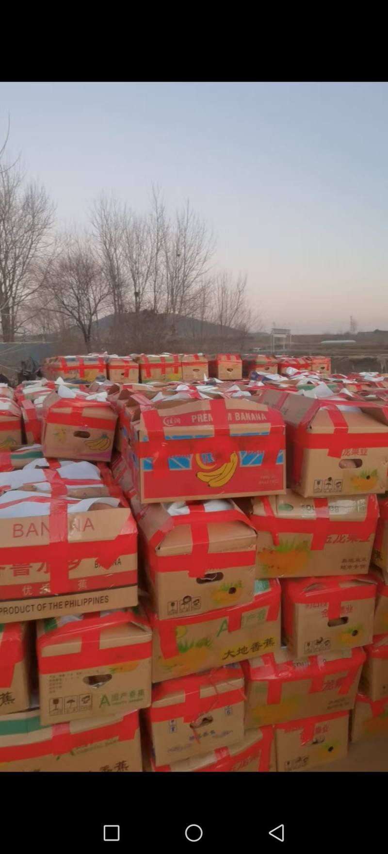山东精品济薯26大量上市产地直供品质好现挖现卖