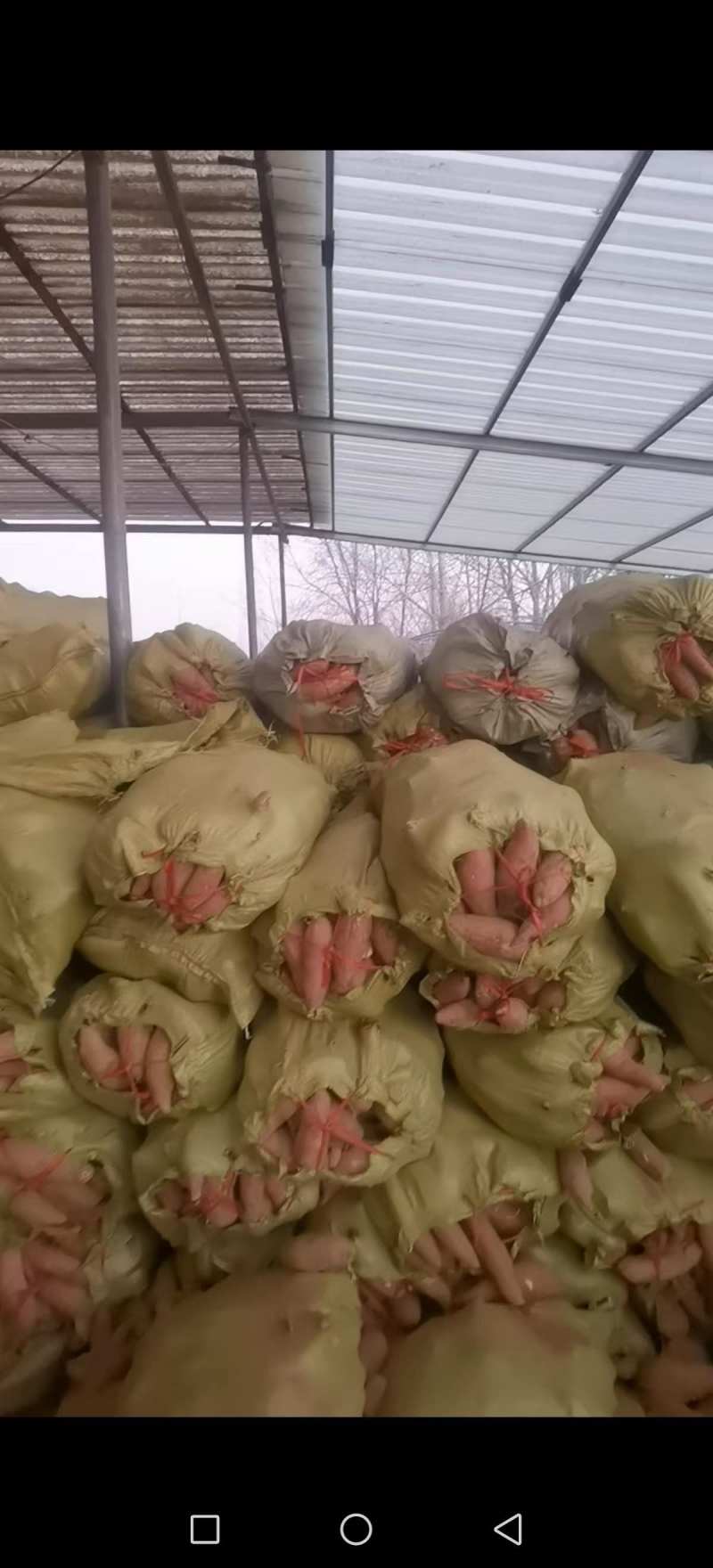 山东精品济薯26大量上市产地直供品质好现挖现卖
