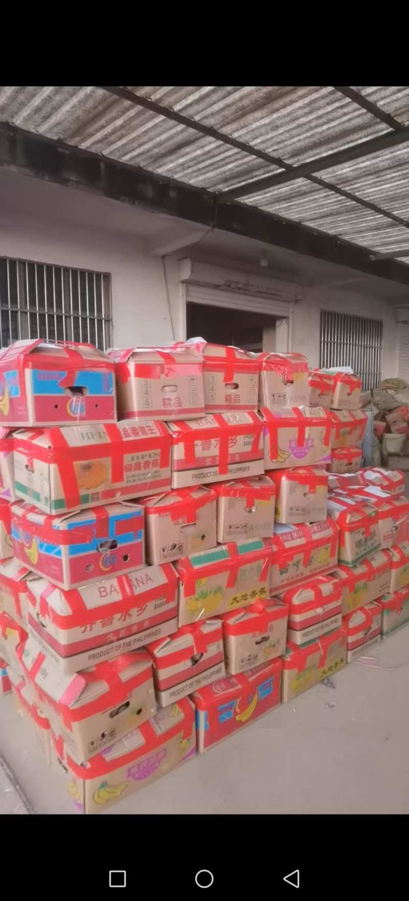山东精品济薯26大量上市产地直供品质好现挖现卖