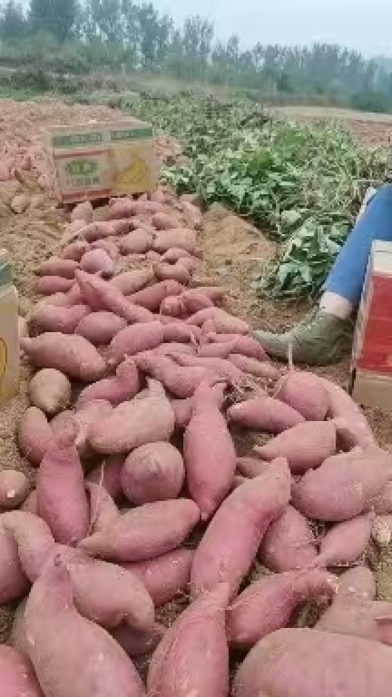 山东精品苏渝303红薯产地直发大量供应口感软糯香甜