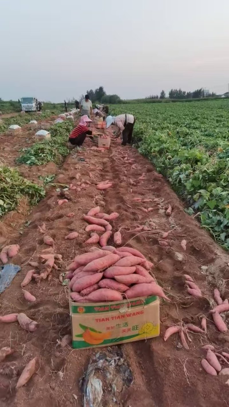 山东精品苏渝303红薯产地直发大量供应口感软糯香甜