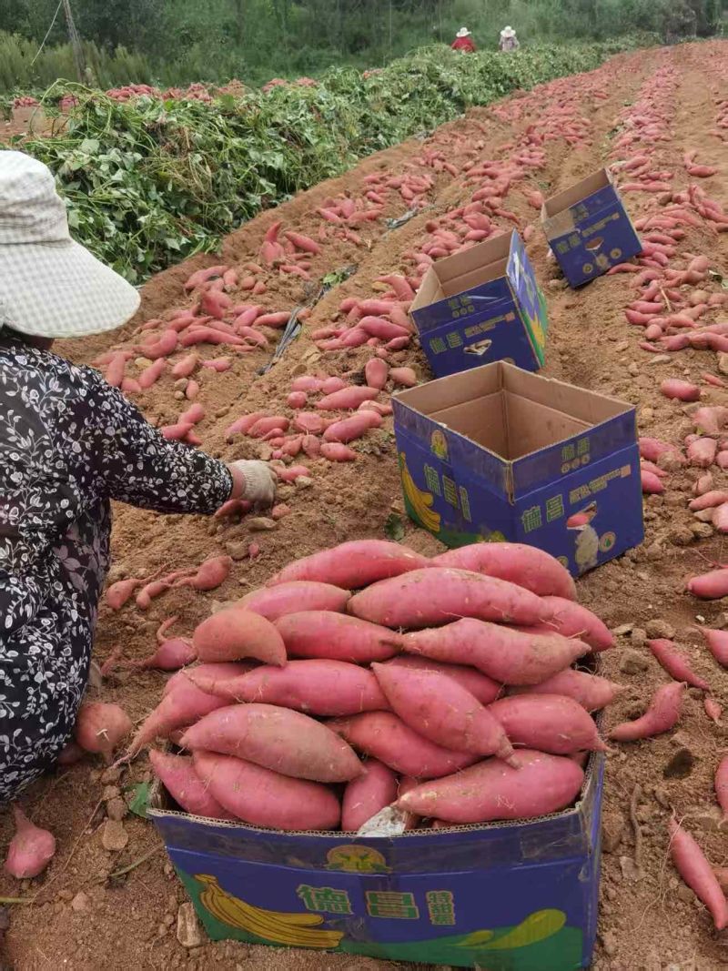 山东精品苏渝303红薯产地直发大量供应口感软糯香甜