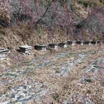 中华土蜂蜜