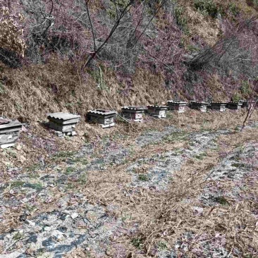 中华土蜂蜜