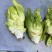 高山多头儿菜海拔1200