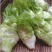 高山多头儿菜海拔1200