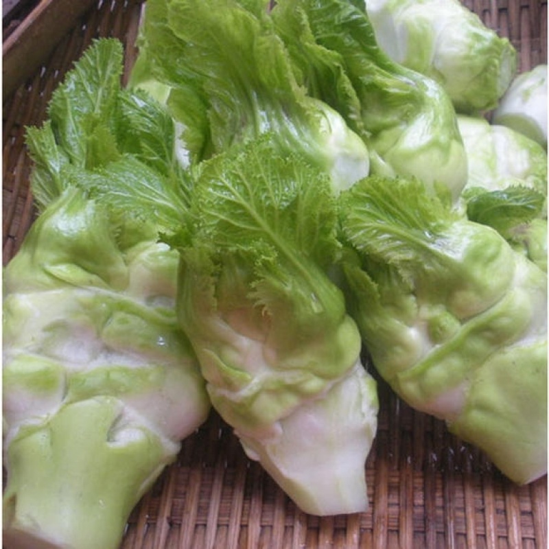 高山多头儿菜海拔1200