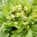 高山多头儿菜海拔1200