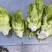 高山多头儿菜海拔1200