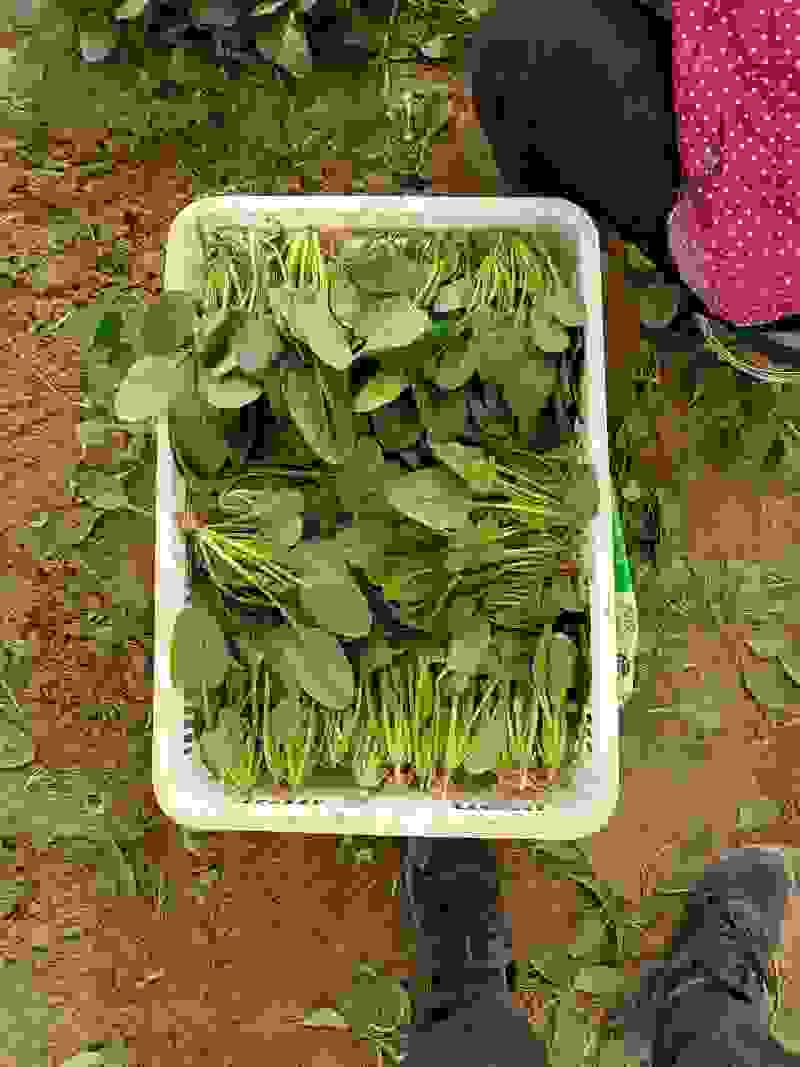 大棚精品菠菜，山东曹县，产地直供，基地直供