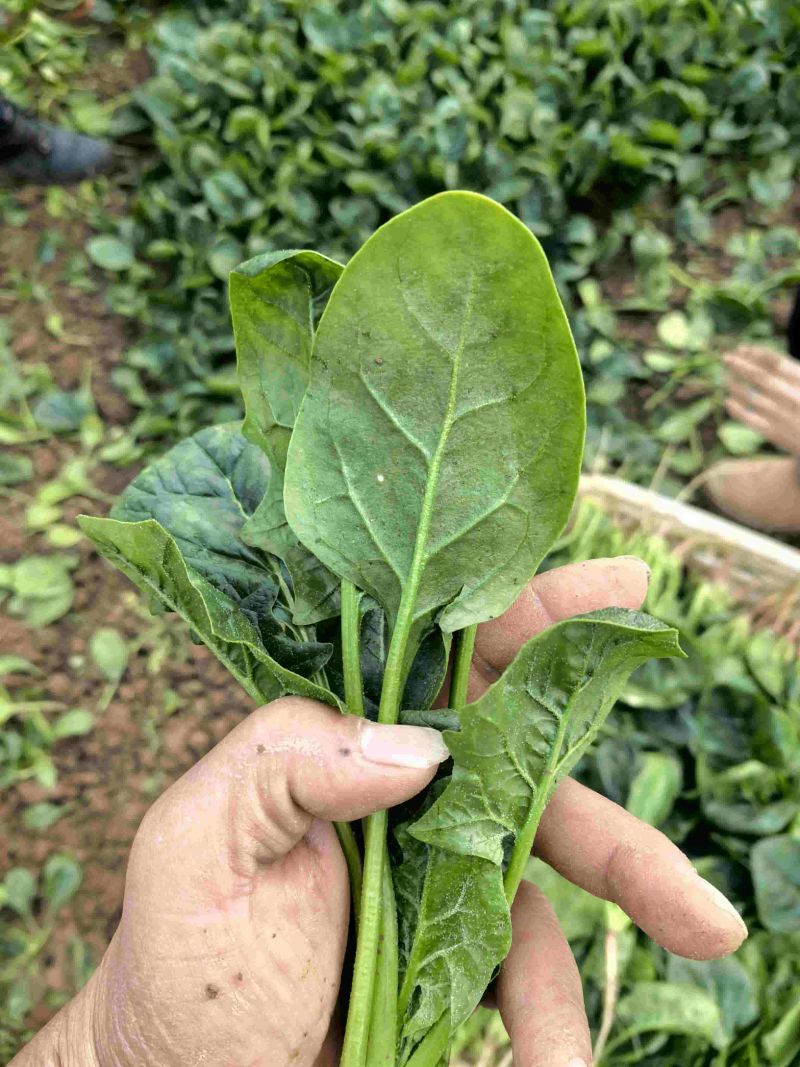 大棚精品菠菜，山东曹县，产地直供，基地直供