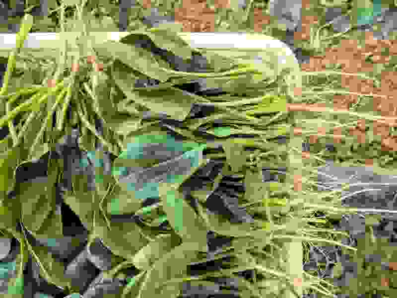 大棚精品菠菜，山东曹县，产地直供，基地直供