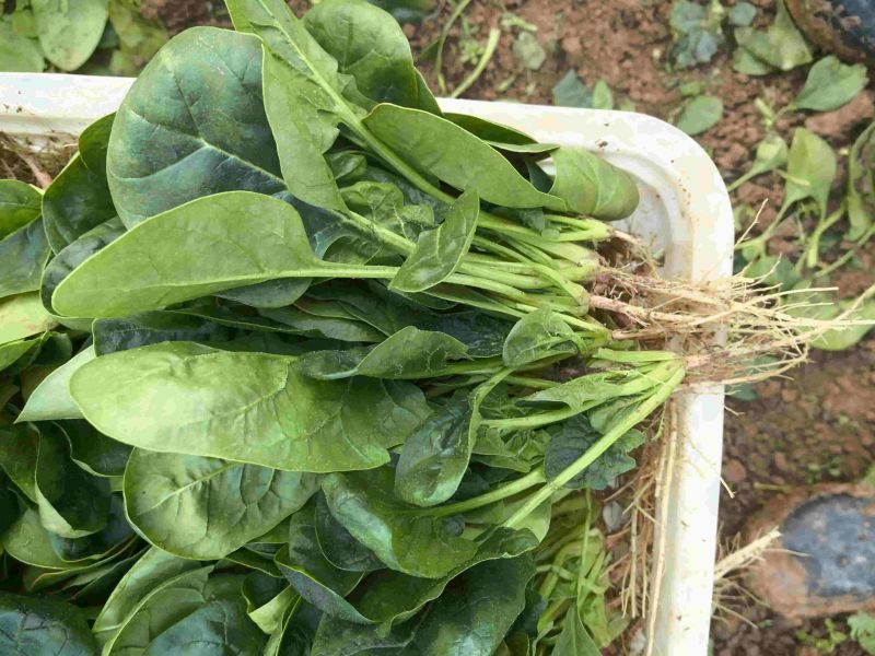 大棚精品菠菜，山东曹县，产地直供，基地直供
