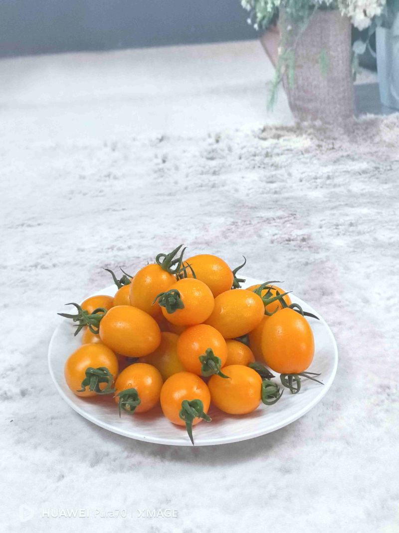 清甜糖珀虎迷恋辉煌贝贝