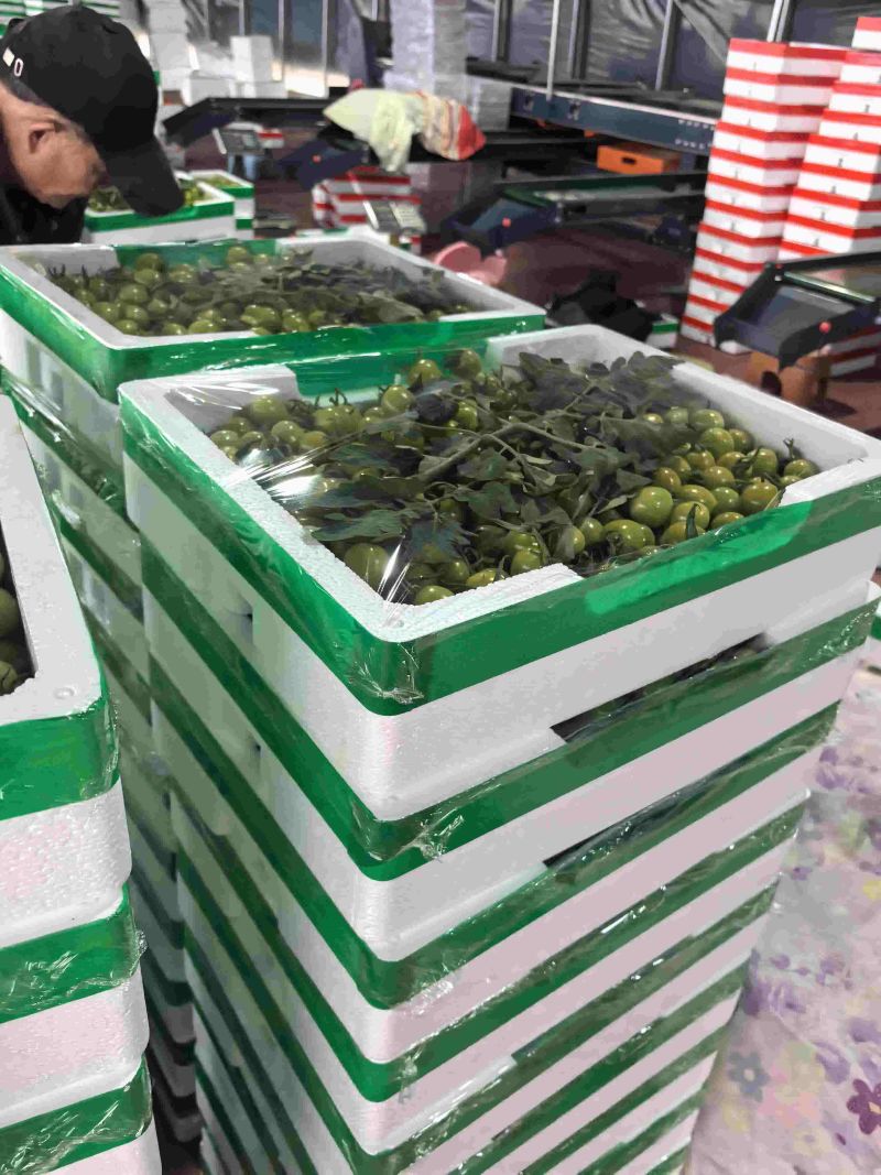 清甜糖珀虎迷恋辉煌贝贝
