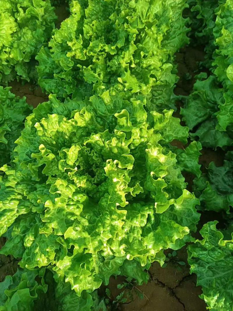 应季生菜电商供货正品保障