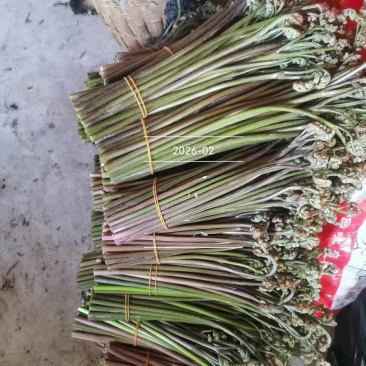新鲜蕨菜。