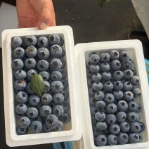 蓝莓大量有货