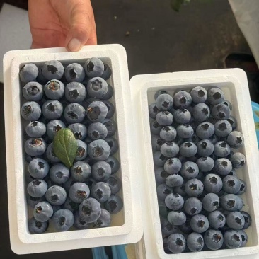 蓝莓大量有货