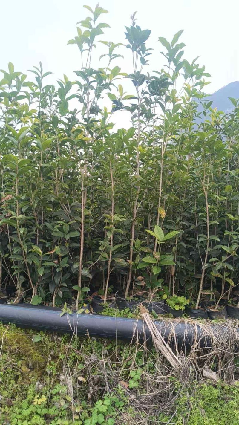桂花小苗