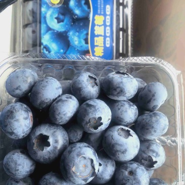 电商**:精品蓝莓。新品上市。各种规格。可定制，加工。包