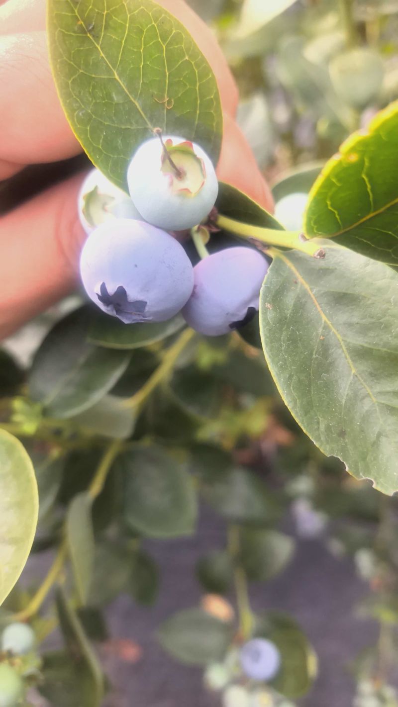 电商**:精品蓝莓。新品上市。各种规格。可定制，加工。包