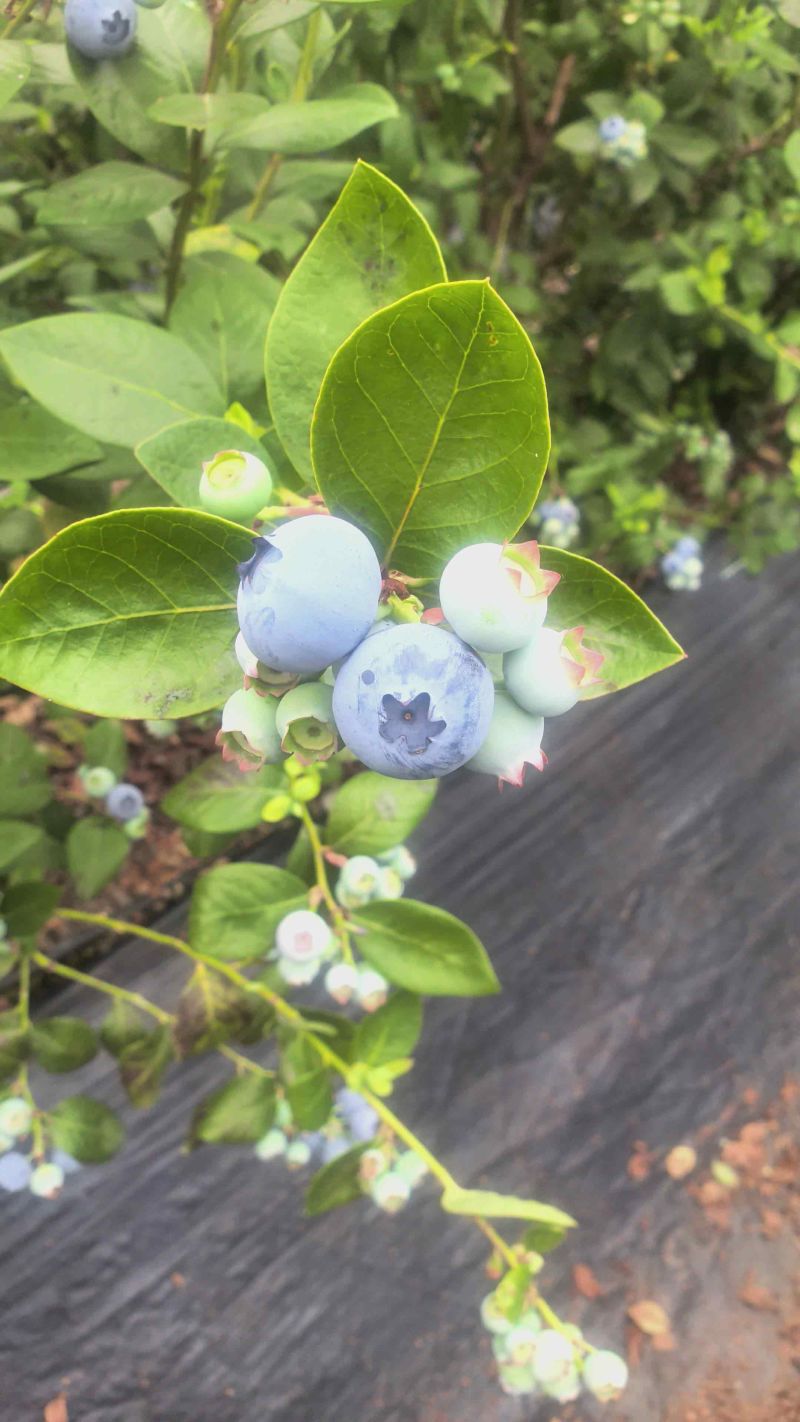 电商**:精品蓝莓。新品上市。各种规格。可定制，加工。包