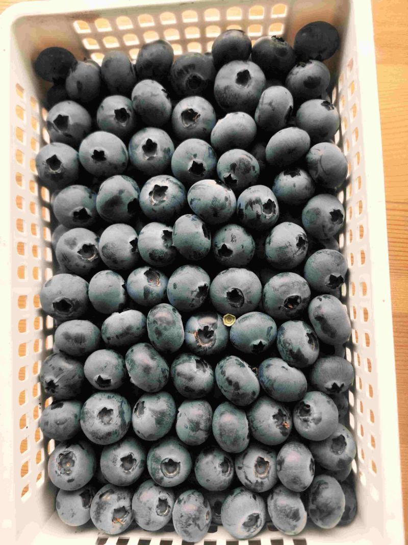电商**:精品蓝莓。新品上市。各种规格。可定制，加工。包