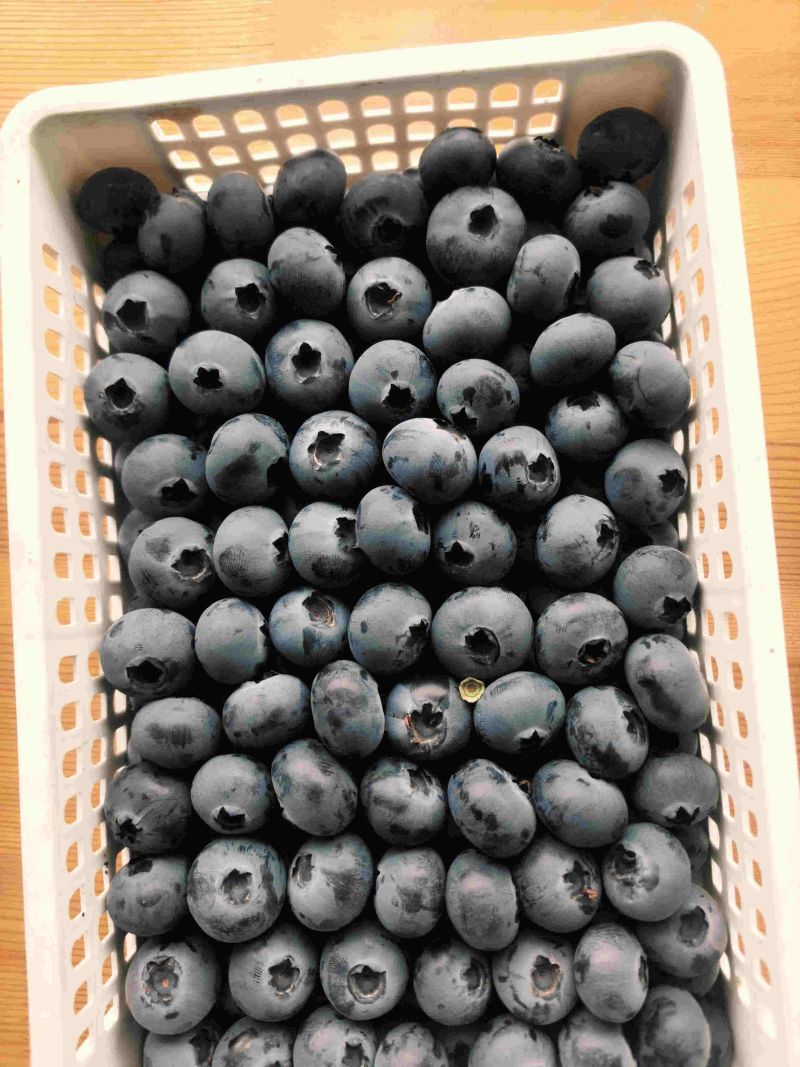 电商**:精品蓝莓。新品上市。各种规格。可定制，加工。包