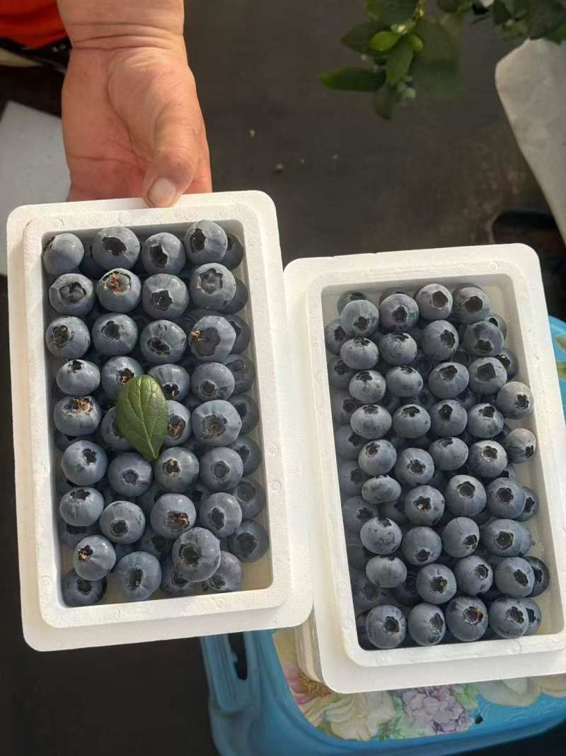 精品L25蓝莓