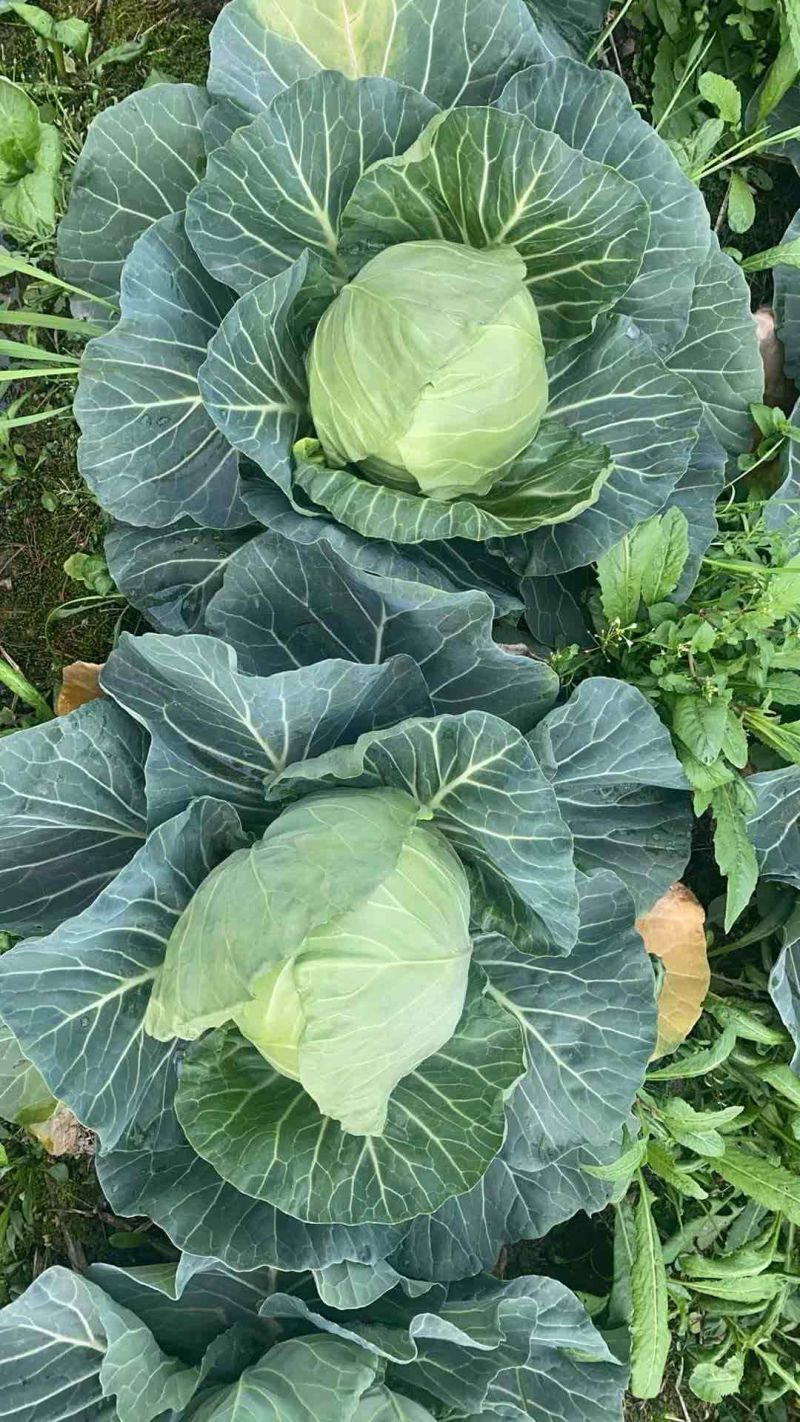 甘蓝