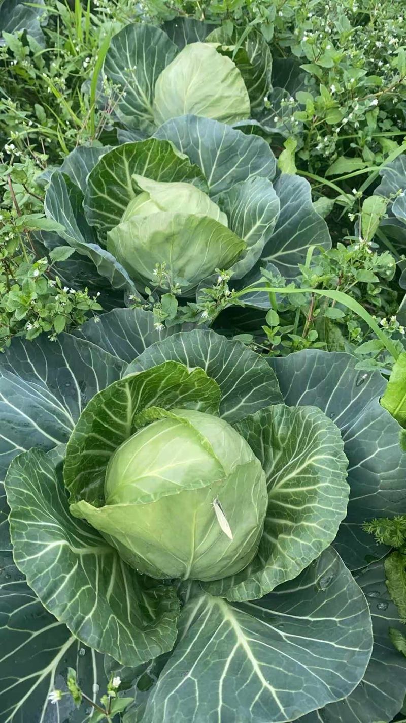 甘蓝