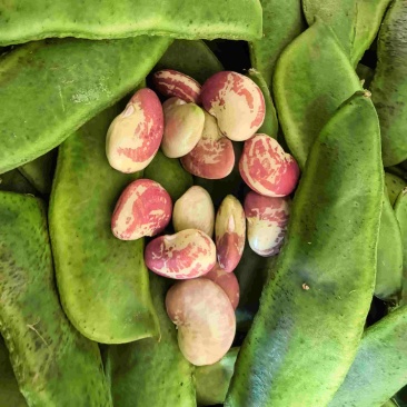 云南大颗粒荷包豆花豆皇帝豆
