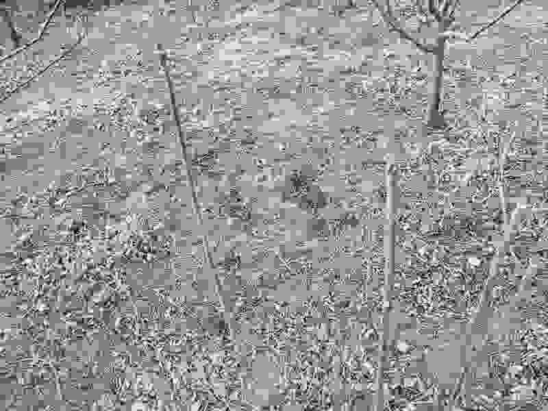 香椿树苗