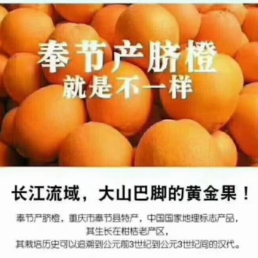 奉节脐橙