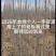 杨树苗