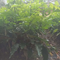 黄皮果苗