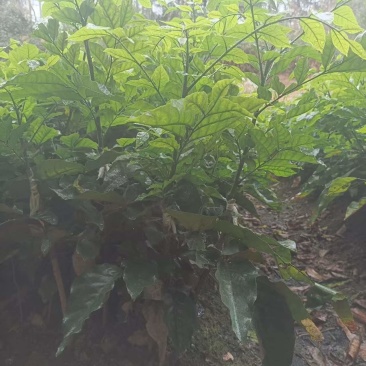 黄皮果苗