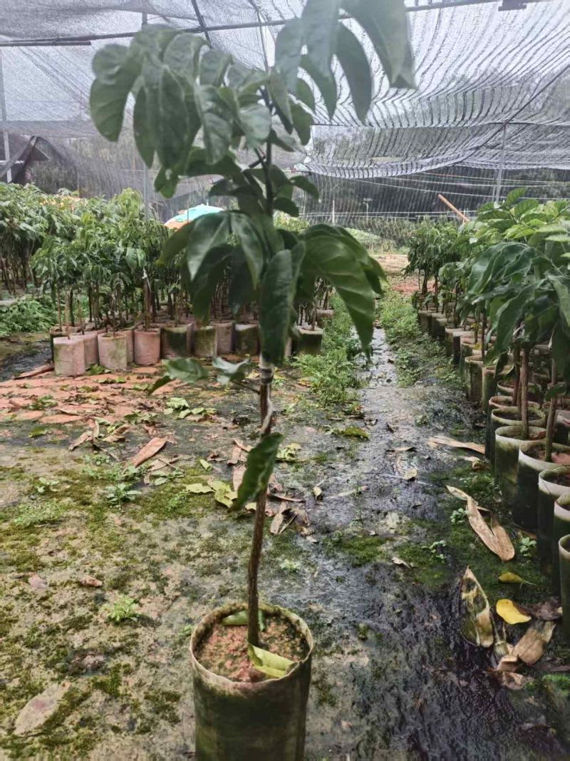 黄皮果苗