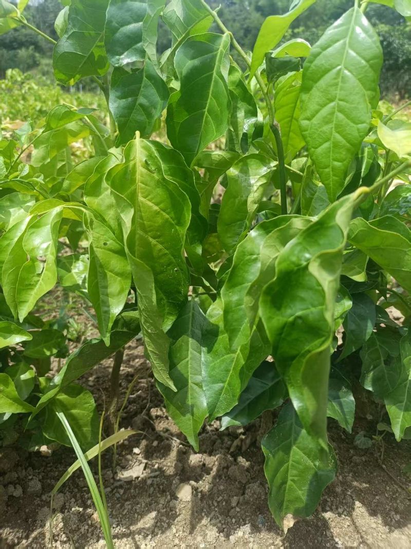黄皮果苗
