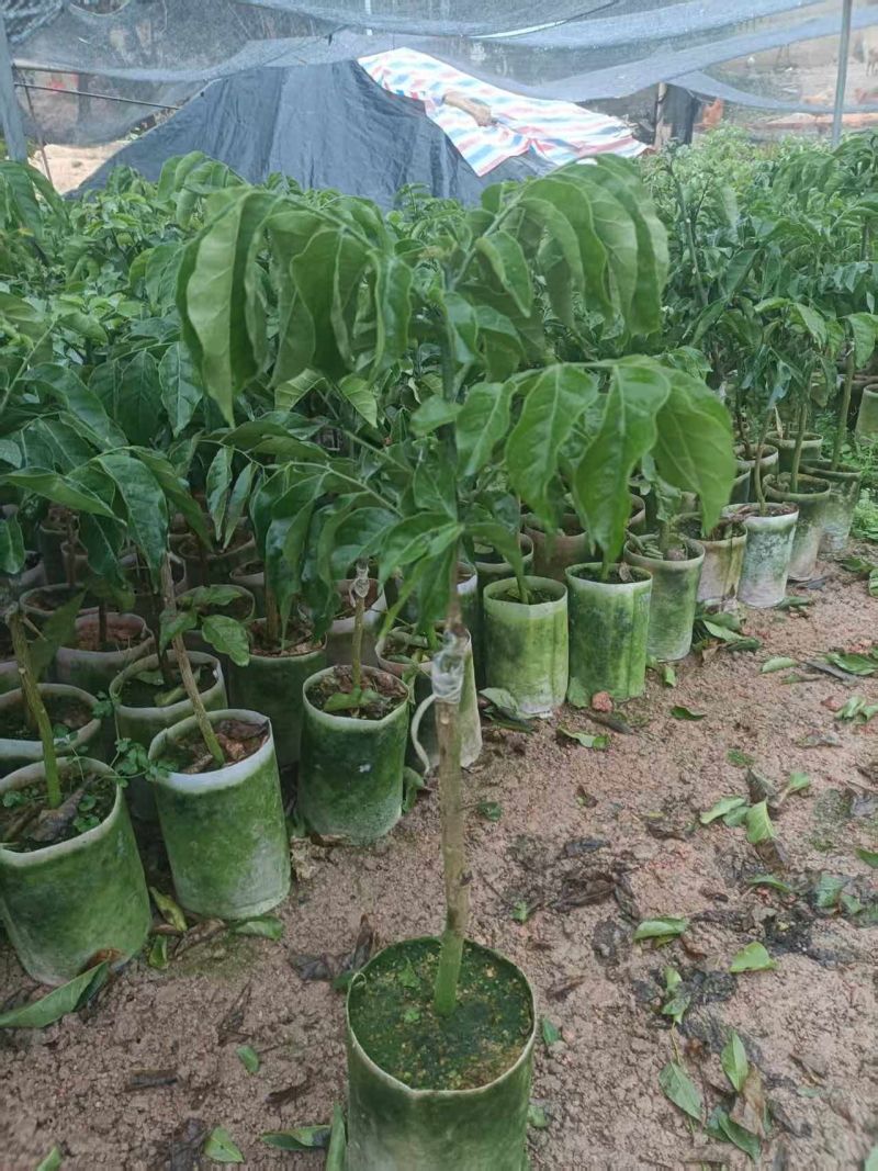 黄皮果苗