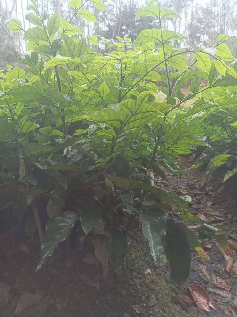 黄皮果苗