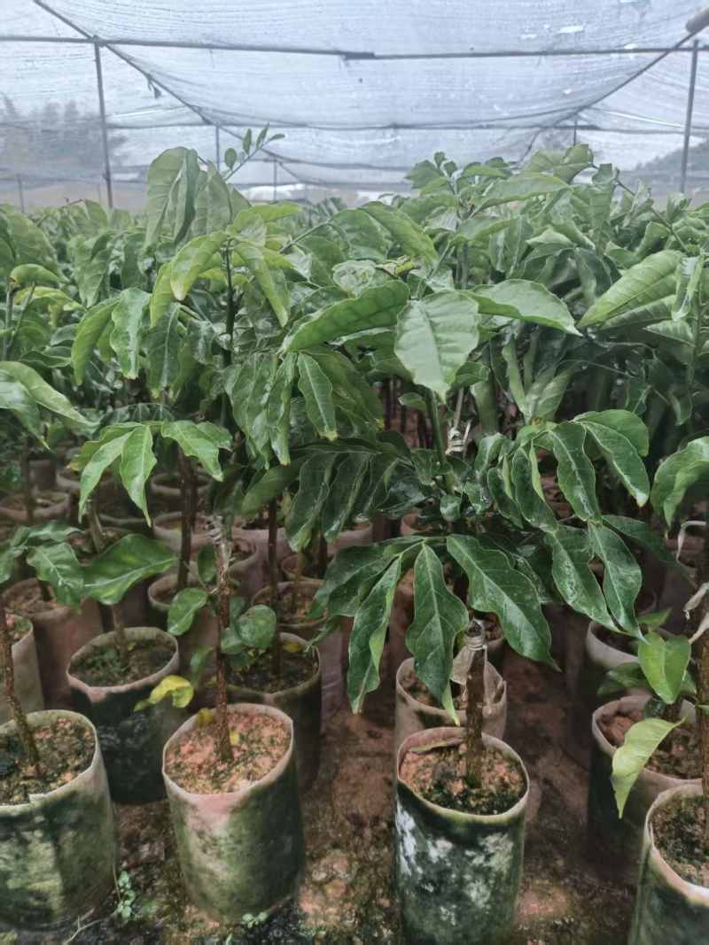 黄皮果苗