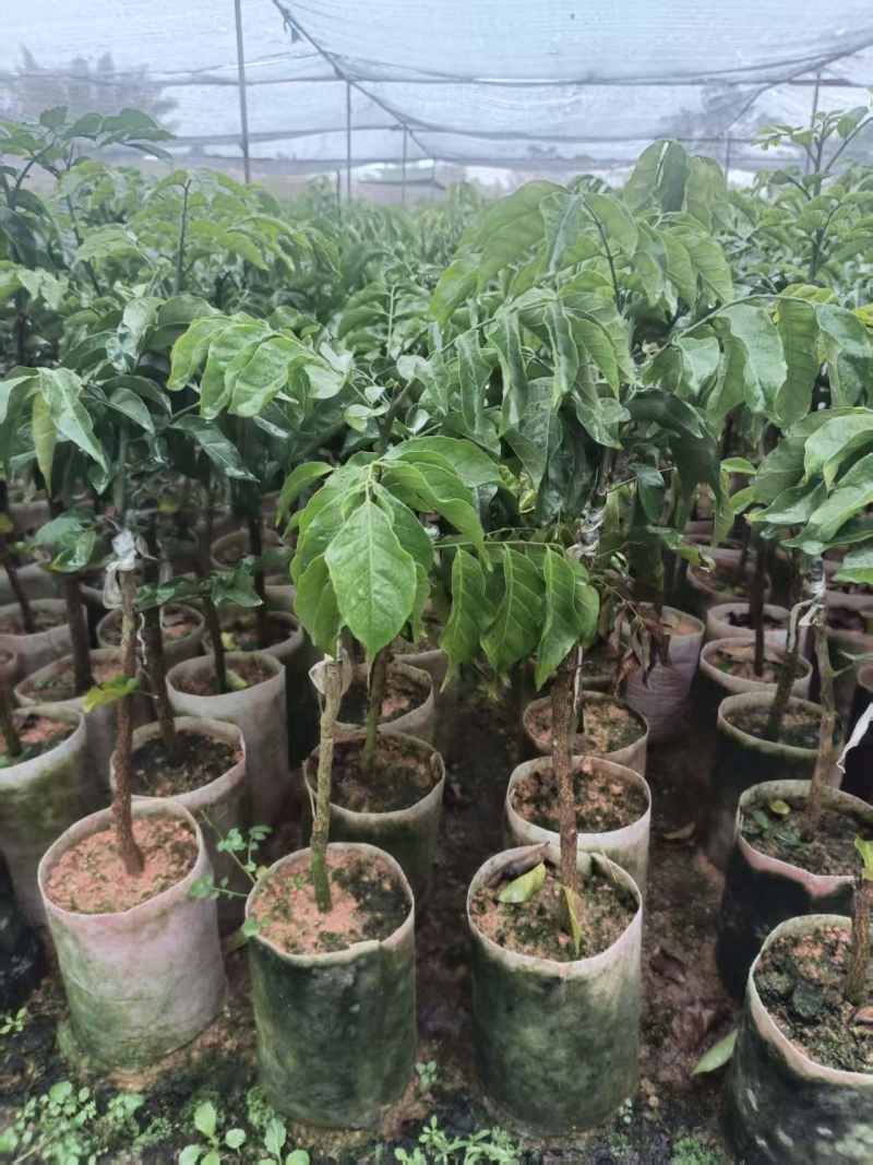 黄皮果苗